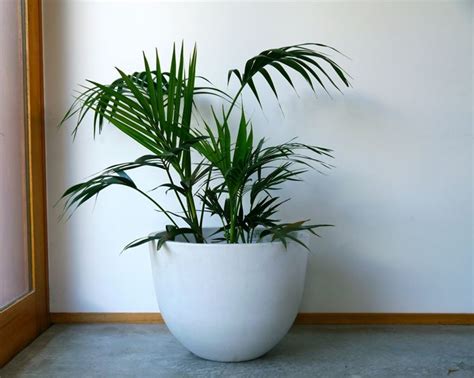 Disponiamo di un'enorme quantità di piante giapponesi importate di grande valore. Kentia - Piante da interno - Kentia - pianta da appartamento