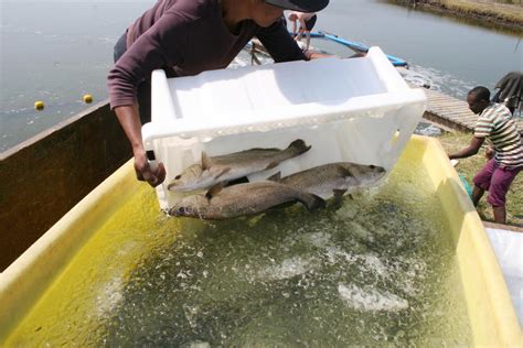 Finfish Farming In South Africa