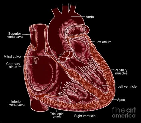 Illustration Of Heart Anatomy Photograph By Science Source Pixels