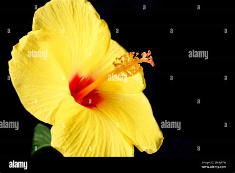 Hawaiian Hibiscus The Yellow Hibiscus Is Hawaiis State Flower