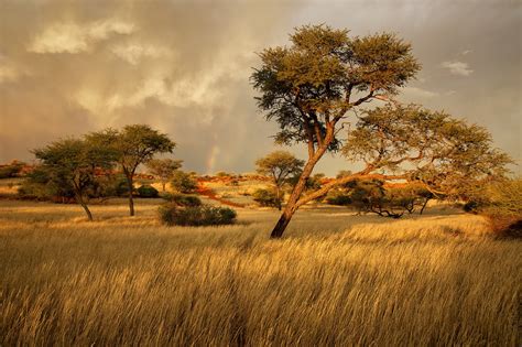 Namibia Africa Savanna Wallpaper Nature And Landscape Wallpaper