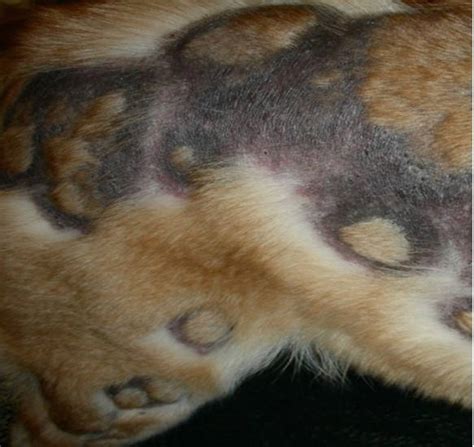 12 Pictures Of Folliculitis In Dogs What It Looks Like And What To Do