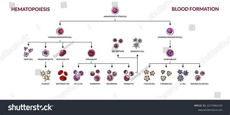 Hematopoiesis Diagram Human Blood Cells Types Stock Vector Royalty