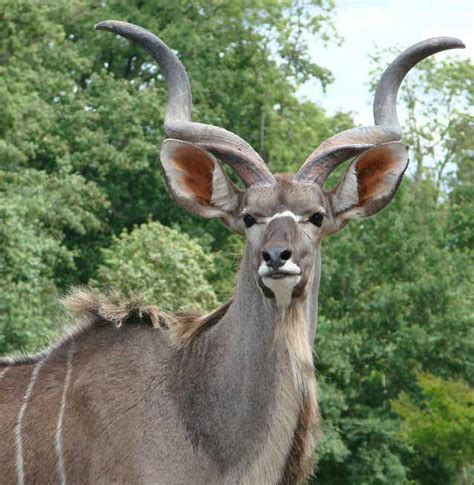 Top 10 Most Elegant Antelope Species Of The African