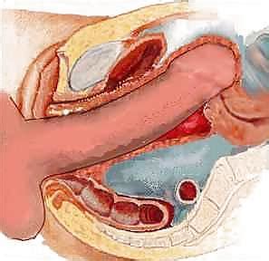 Penis Inside Vagina