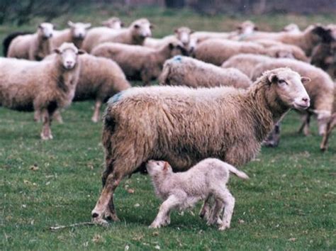 Šumavská ovce - Genetické zdroje