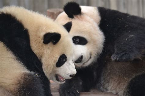 60 Cutest Panda Moments Ever Captured Panda Cute Panda Bored Panda