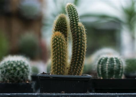 Tren tanaman kaktus hias menjadi populer karena tahan di berbagai kondisi dan minim perawatan. 8 Cara Merawat Kaktus dengan Benar - Trikmerawat.com