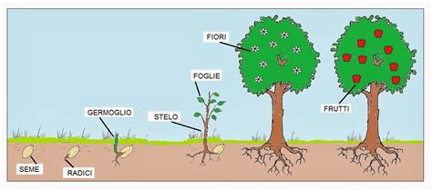 ComuniCAAzione Ciclo Delle Piante