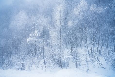 Winter Forest Shumon Saito On Fstoppers