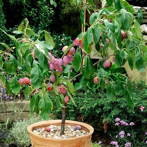 Patio Fruit Tree Plum Victoria Plum Trees Suttons