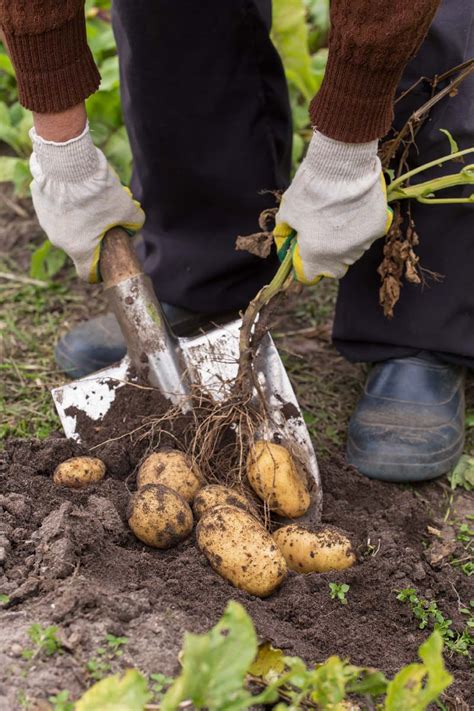When And How To Harvest Homegrown Potatoes Gardeners Path