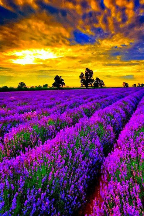 Lavender Field Beautiful Nature Beautiful Landscapes Nature