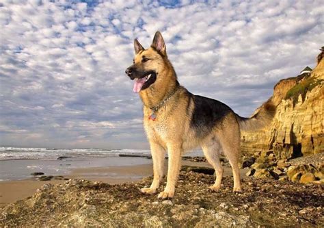 10 Astonishing Facts About German Shepherds Inside Dogs World