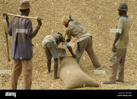 Africa Harvesting Of Peanuts In Senegal Stock Photo Alamy