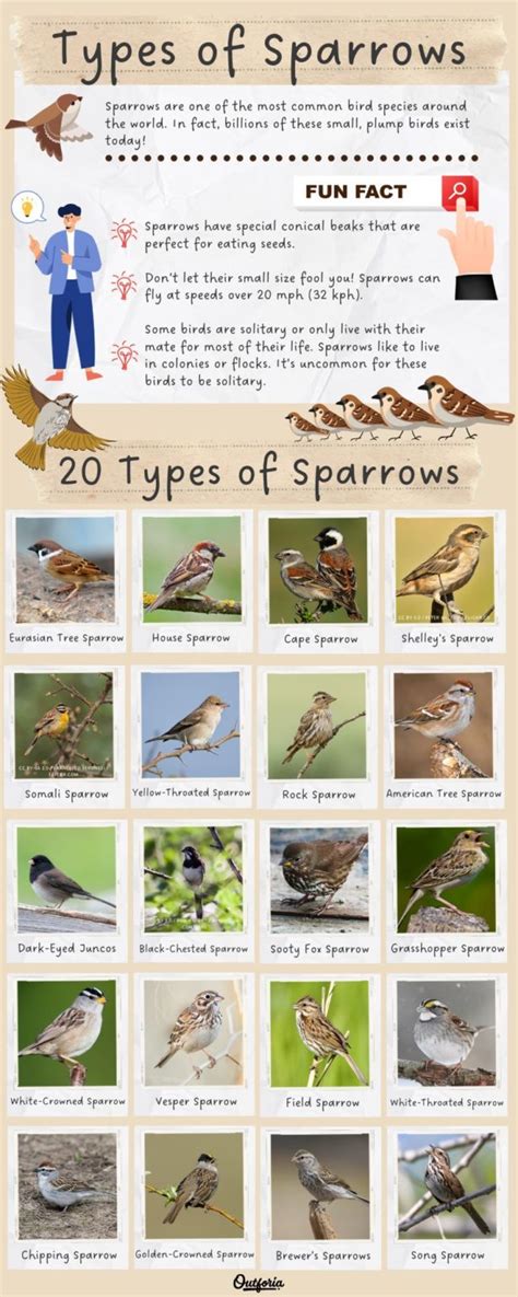 Types Of Sparrows Around The World Field Guide Photos Fun Facts