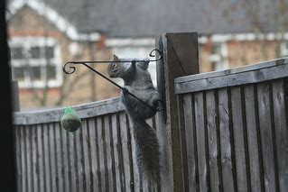 Squirrel Stealing Bird Food Bob Mccaffrey Flickr