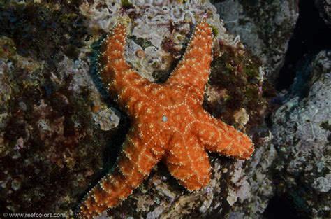 Purple Star Pisaster Ochraceus Colors Of The Reef Underwater