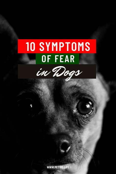 Fear In Dogs Dog Psychology Holistic Dog Care Dog Care Tips
