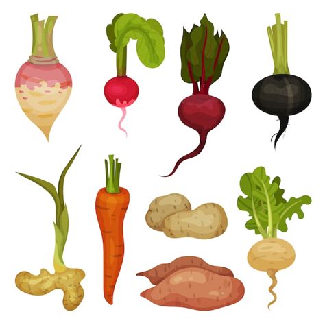 Premium Vector Vectoe Set Of Different Root Vegetables Natural And