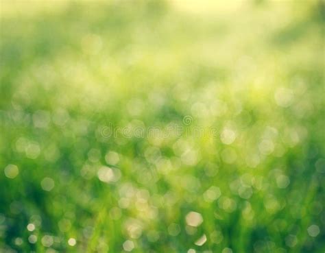 Bokeh Grass With Dew Drops Stock Image Image Of Garden 61816503