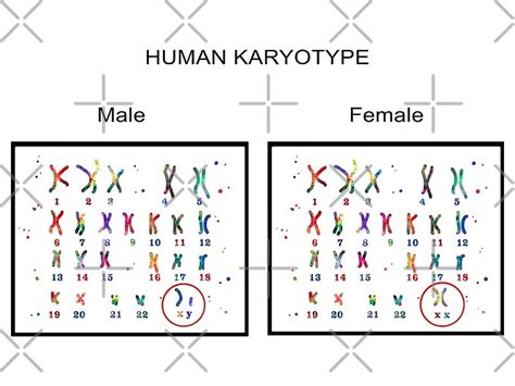 Human Karyotype Male And Female Chromosome By Rosaliartbook Redbubble