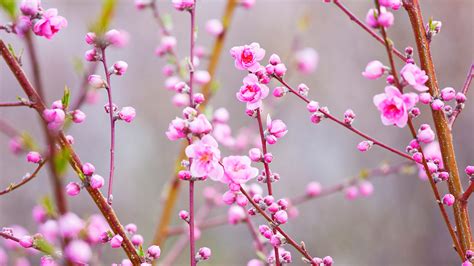 Peach Blossoms Bing Wallpaper Download