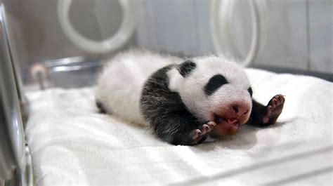 Panda Picture Baby