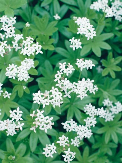 Trees lower ambient temperatures by creating shade and through transpiration. 17 Best images about Ground Cover & Low growing plants on ...