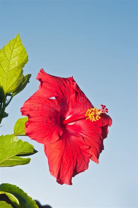 Red Hibiscus Bloom Up Close Stock Image Image Of Nature Flower