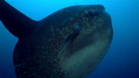 Rare Footage Of Ocean Sunfish Getting Cleaned Bbc Earth Youtube
