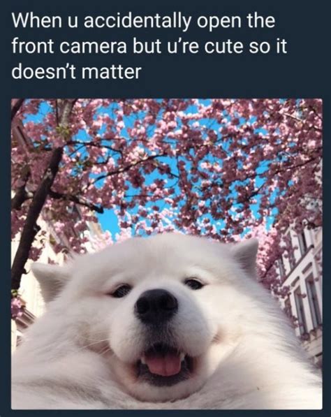 15 Funny Samoyed Memes To Make Your Day