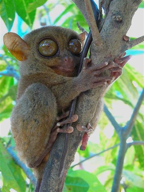 Tarsiers The Big Eyed Ancient Nocturnal Mammal