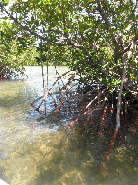 Mangroves Biscayne National Park Near Miami Florida The Shoreline