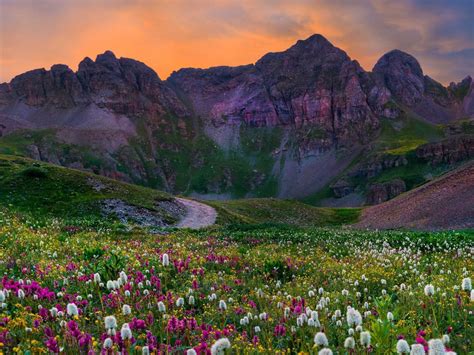 Wildflowers Field With Flowers Green Grass Sunset Mountain Colorado