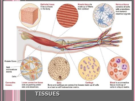 Specific name of animal cell/tissue. Presentation 04 - Animal Tissues