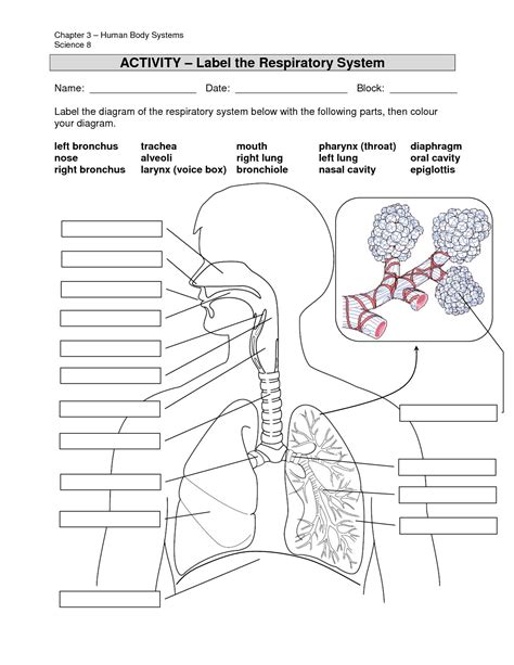 Anatomy Labeling Worksheets Için Resim Sonucu Human Respiratory