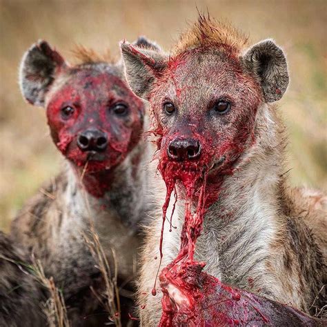 Amazing Animals #15 The Spotted Hyena — Steemit
