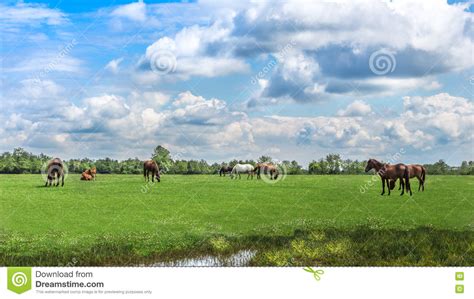 Green Pastures Of Horse Farms Country Spring Landscape Stock Photo