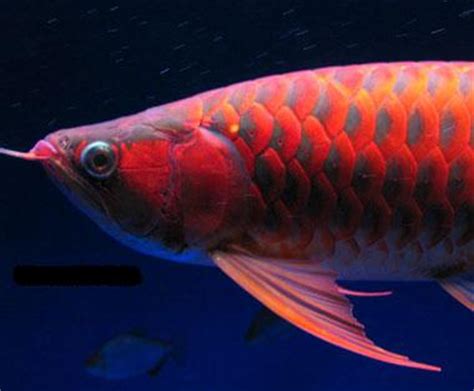 I adopted this beautiful fish. 24k arowana fish for sale