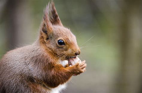 Eating Hazelnut British Red Squirrel