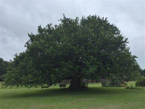 Bois D'arc Tree | Cross Timbers Urban Forestry Council