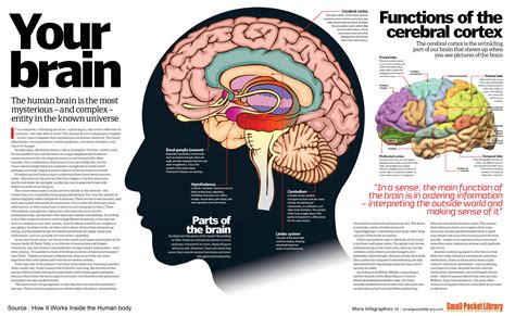 Infographic Your Brain