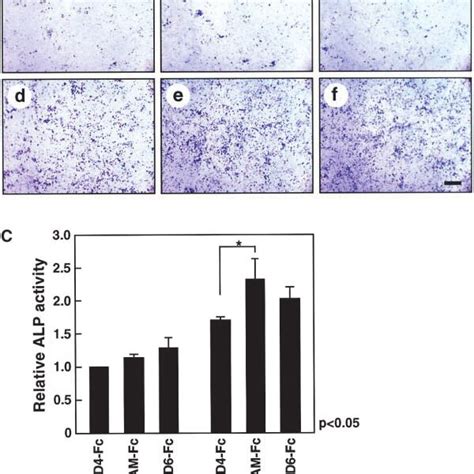 ALCAM Mediated Homophilic Adhesion Plays A Role In Osteogenic