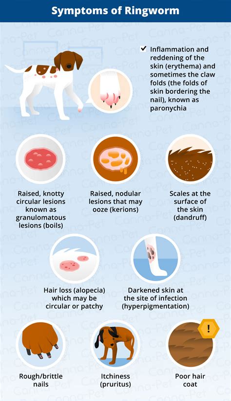 Ringworm In Dogs Causes Signs Treatment Canna Pet