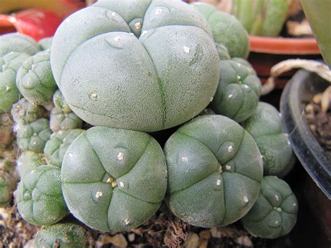 Peyote A Psychoactive Cacti With Sacred Importance Herbs Of Life And Death