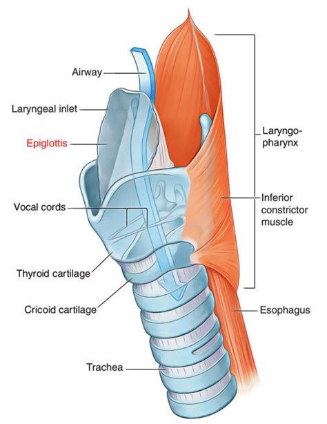 Larynx Speech Language Pathology Respiratory Therapy Dysphagia Therapy