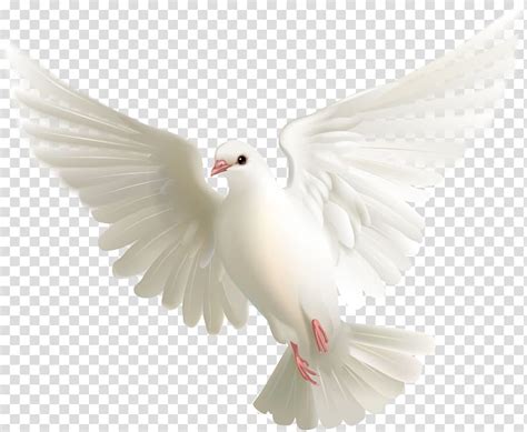 White Dove Illustration Columbidae Fantail Pigeon Bird Release Dove