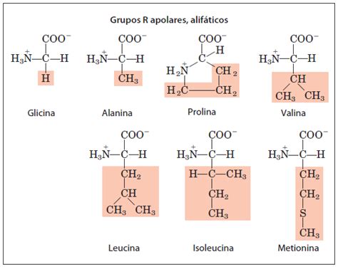 Como São Classificados Os Aminoácidos Bioquímica I