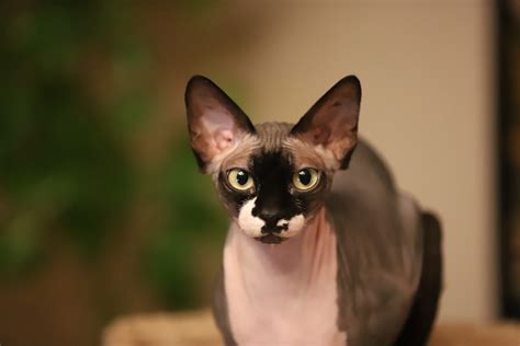 6 Hairless Cat Breeds You Need To Know About Because Theyre Great